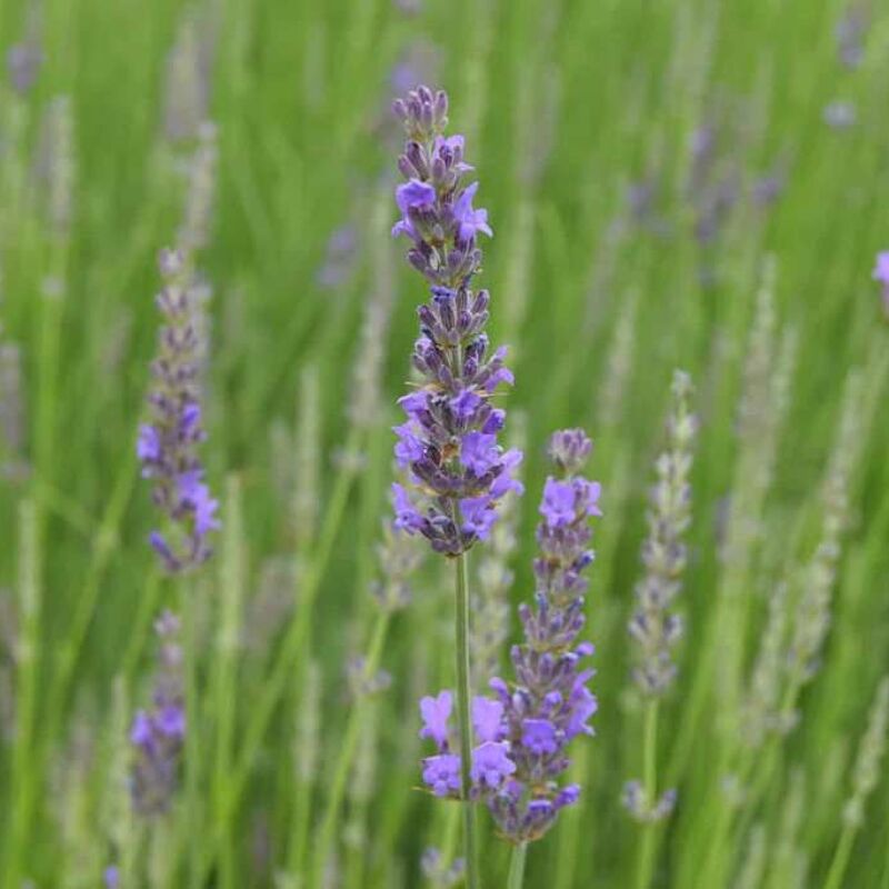 Lavandula angustifolia 30-40 cm